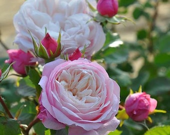 Pirouette (Japan grafted) pre order