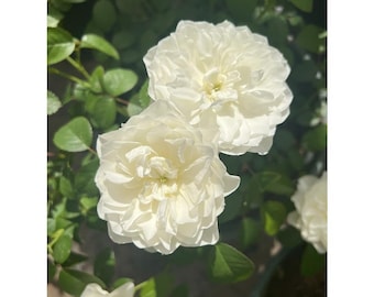 Étoile blanc Rose(Grafted) 2 gallons pre order