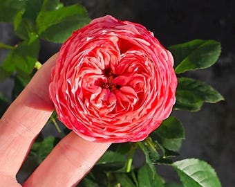 The 'Flamingo' rose, bred by Tianlang,