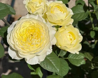 3 gallons-Fuguang Rose(grafted)-Free shipping