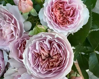 Sherwood (owned) Rose pre order
