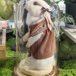 May include: A white rabbit wearing a brown plaid dress and a bow, displayed inside a glass cloche. The rabbit is standing on a wooden base, and the cloche is set on a wooden stand. The background features green plants.