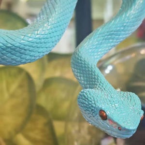 May include: A close-up of a vibrant, turquoise snake with textured scales. The snake's head is in focus, revealing red eyes and a detailed pattern. The background is blurred, suggesting a natural habitat.
