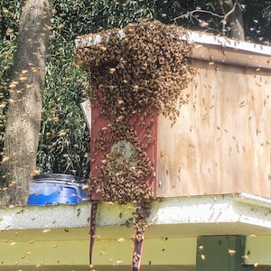 May include: A wooden beehive, partially obscured by a large swarm of bees. The hive is painted red and brown, with a small circular opening. Bees are clustered on the hive and flying in the air around it.