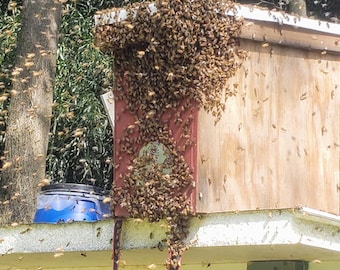 2 Honeybee Swarm Trap / Bait Hive; Catch some FREE BEES!!