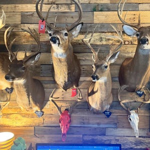 May include: A collection of deer taxidermy mounts with large antlers, displayed on a wooden wall. The mounts vary in size and pose, with some featuring price tags. A red skull is also mounted on the wall, adding a unique element to the display.