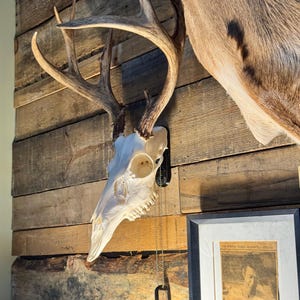 Può includere: Un teschio di cervo con grandi corna è montato su un muro di legno. Il teschio è bianco e le corna sono marroni chiare. Un'etichetta per cani nera pende dal teschio. Sotto c'è una foto incorniciata.