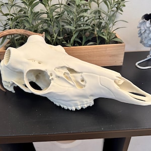 New Bullet Design Whitetail Deer Skull Mount