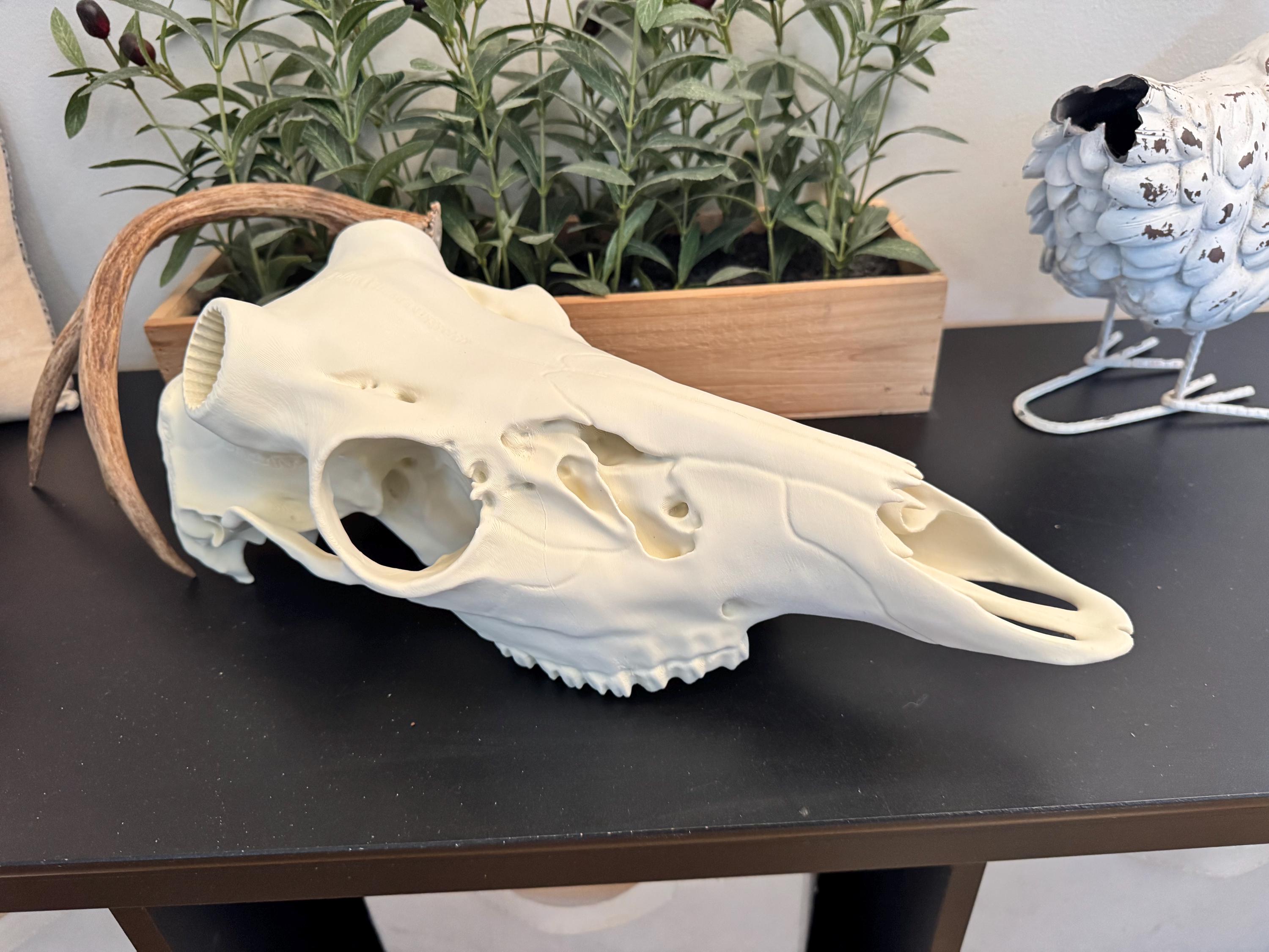 剥製＆珍品 - Etsy 日本