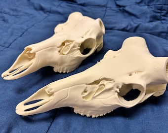 New Bullet Design Mule Deer Skull Mount