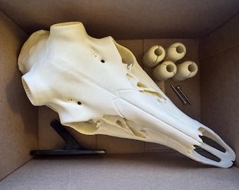 3D printed White-tailed Deer Skull (skull and wall hook)