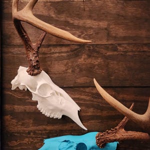 Puede incluir: Tres calaveras de ciervo decorativas con cornamentas. Una calavera es blanca, otra turquesa y la tercera de color hueso natural. Las cornamentas son de color marrón natural. Las calaveras están montadas sobre un fondo de madera oscura.