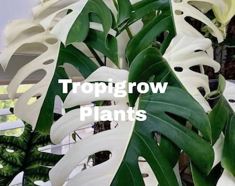 Seltene bunte Monstera Albo Rooted Ausschnitt | Halbmond Pflanze