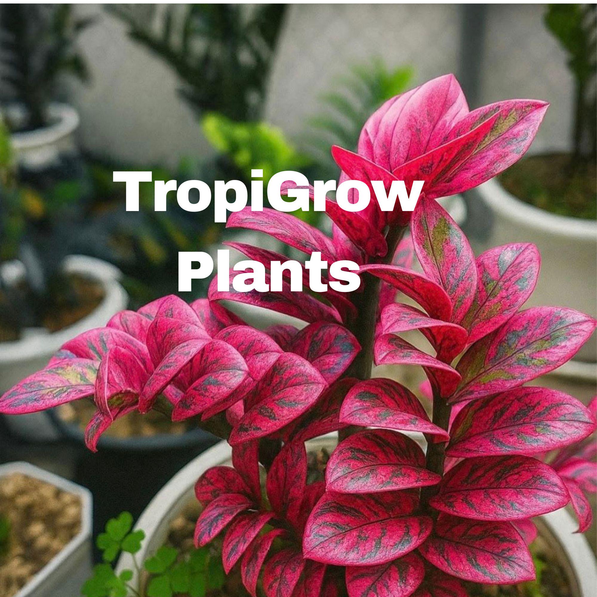 Variegated zz plant - Etsy 日本