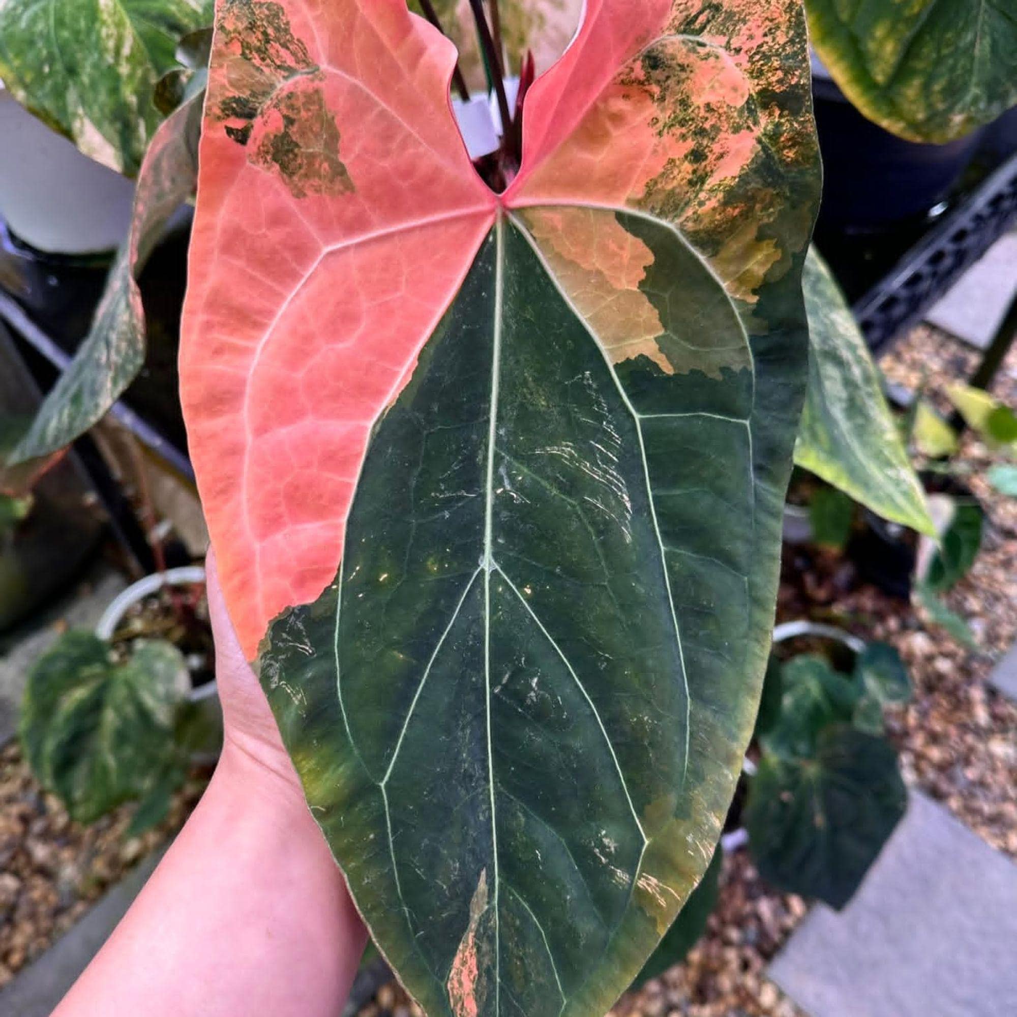 Rare anthurium - Etsy 日本