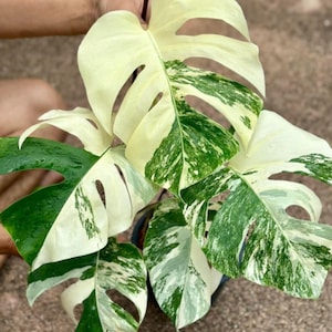May include: Close-up of a variegated Monstera plant with large, split leaves. The leaves display a mix of vibrant green and creamy white patterns. The plant is a popular houseplant known for its unique foliage.