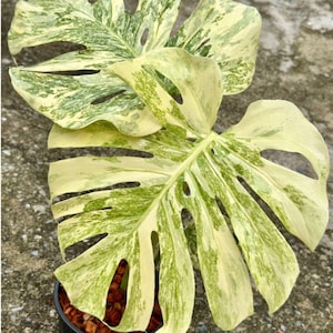 Monstera legacy - Etsy 日本