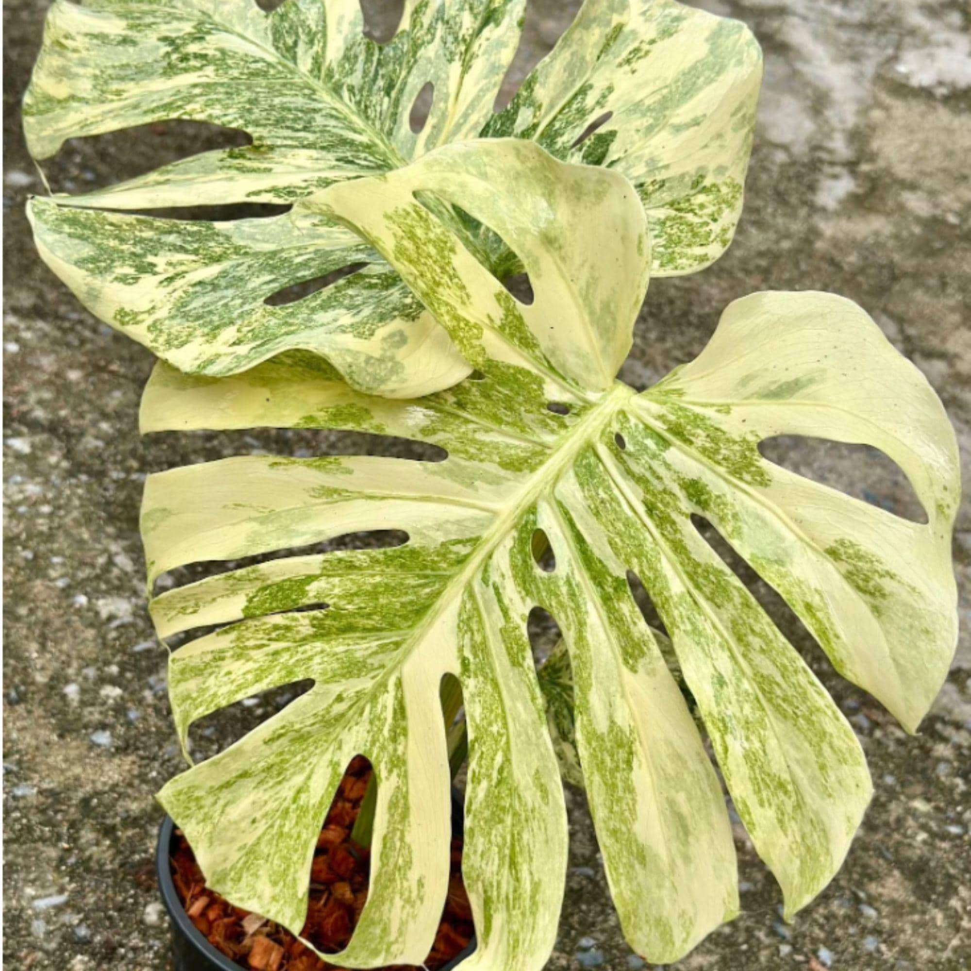 Monstera legacy - Etsy 日本