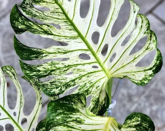 Monstera Devil Monster, talea nodosa variegata con foglia singola, pianta rara da interno ed esterno