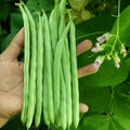 Heirloom Green Bean Seeds | Improved Bush Variety - 25 Seed Packet product logo