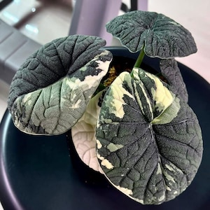 Alocasia melo albo - Etsy 日本