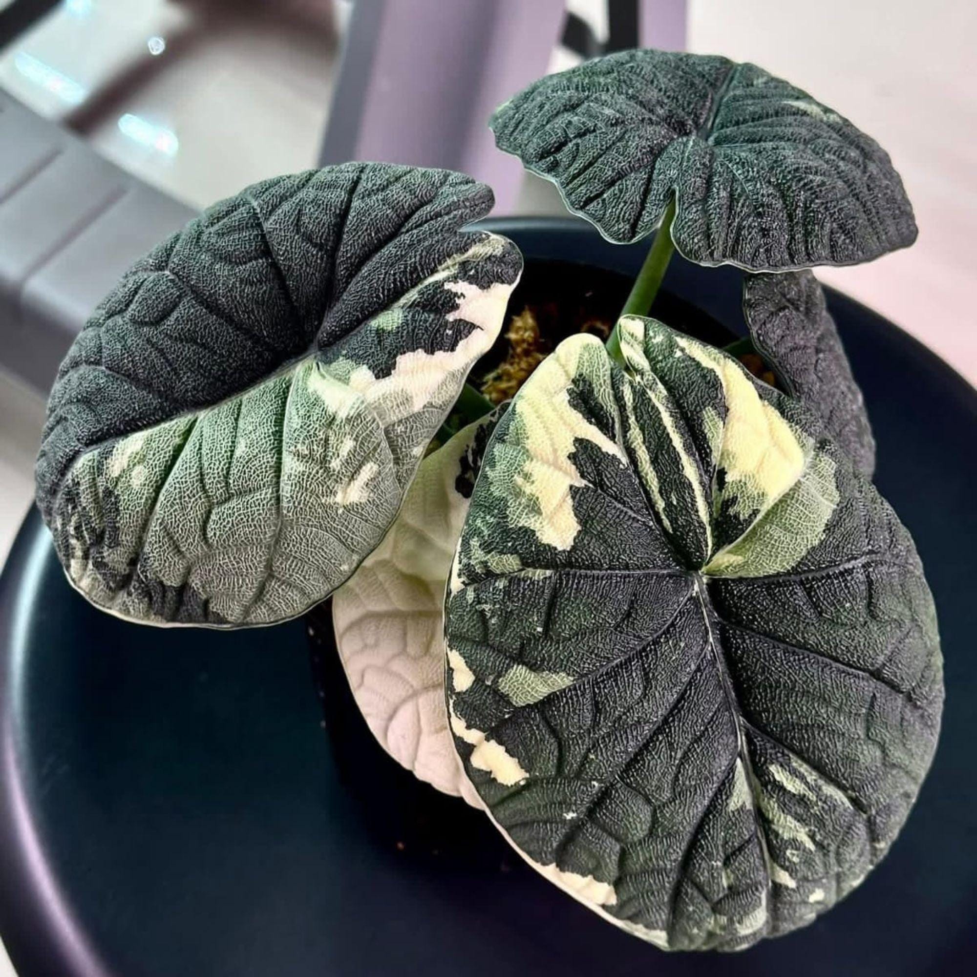 Alocasia melo albo - Etsy 日本