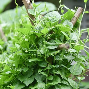Mong Toi Spinach Seeds: Fresh, Organic, Non-GMO Heirloom