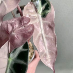Alocasia bambino pink variegated - Etsy 日本