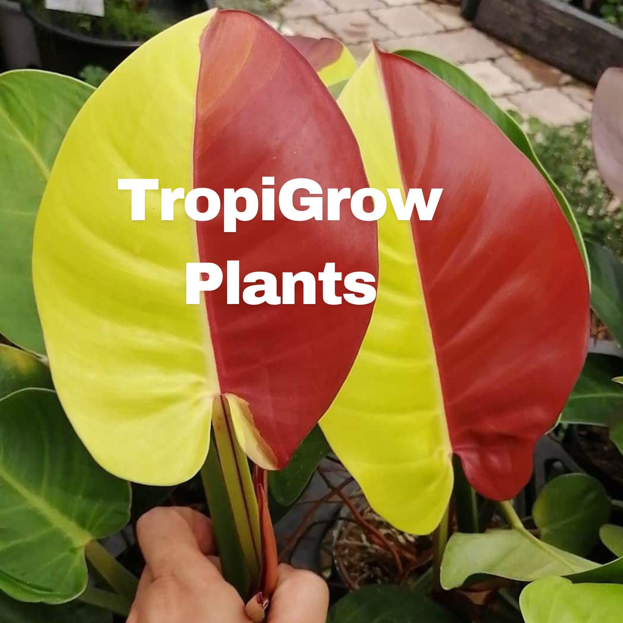 Philodendron red moon - Etsy 日本