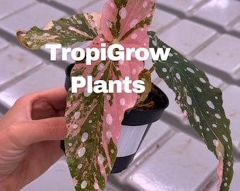 Begonia Maculata Pink Splice Buntschnitt (Phytosanitäres Zertifikat)