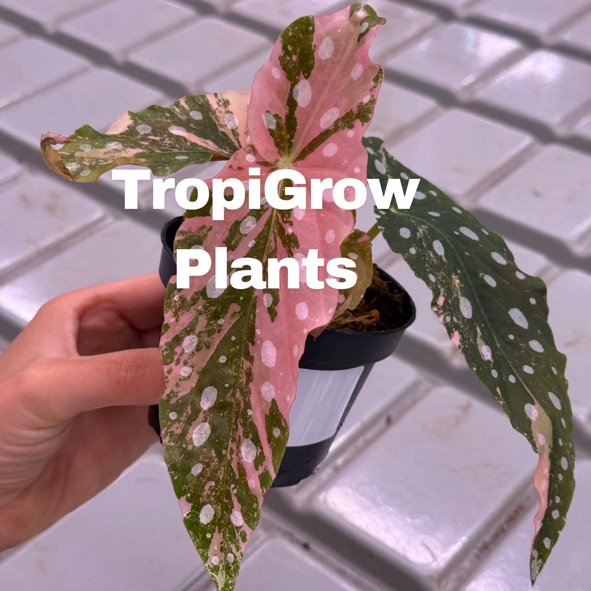 Begonia Maculata Plant - Etsy
