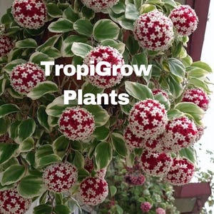 peperomia prostrata variegata Peperomia prostrata main image 1