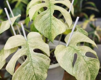 モンステラミント斑入り植え付け根付き節挿し木生きた植物ミントの斑入り