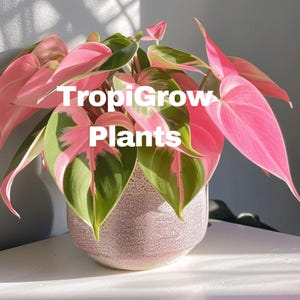 Philodendron micans - Etsy 日本