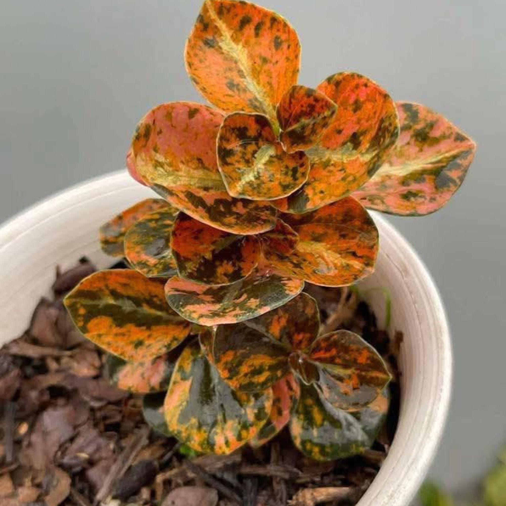 Zamioculcas variegata - Etsy 日本