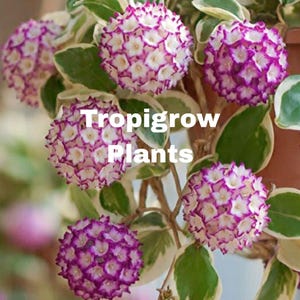 May include: Close-up of a Hoya plant with clusters of white and purple flowers. The flowers have a star-like shape and are surrounded by green and white variegated leaves. The text "Tropigrow Plants" is visible.