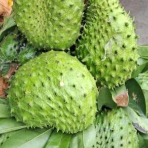 Può includere: Primo piano di diversi frutti di guanabana verdi, ciascuno ricoperto da piccole protuberanze appuntite. I frutti poggiano su un letto di grandi foglie verdi. La guanabana ha una consistenza irregolare e un colore verde chiaro.