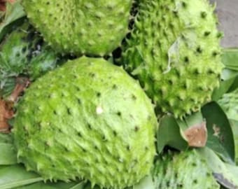 Soursop Graviola Live Plant Annona muricata Sweet Guanabana Tropical Medicinal Cancer Fruit Tree Hybrid Fruits for Garden Seeds 25