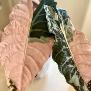 Alocasia chantrieri pink variegated - Etsy 日本
