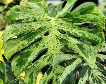 Monstera Bulbasaur Brokig sällsynt växt Rotad nodstickling med ett enda blad
