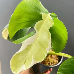 Monstera white lava - Etsy 日本