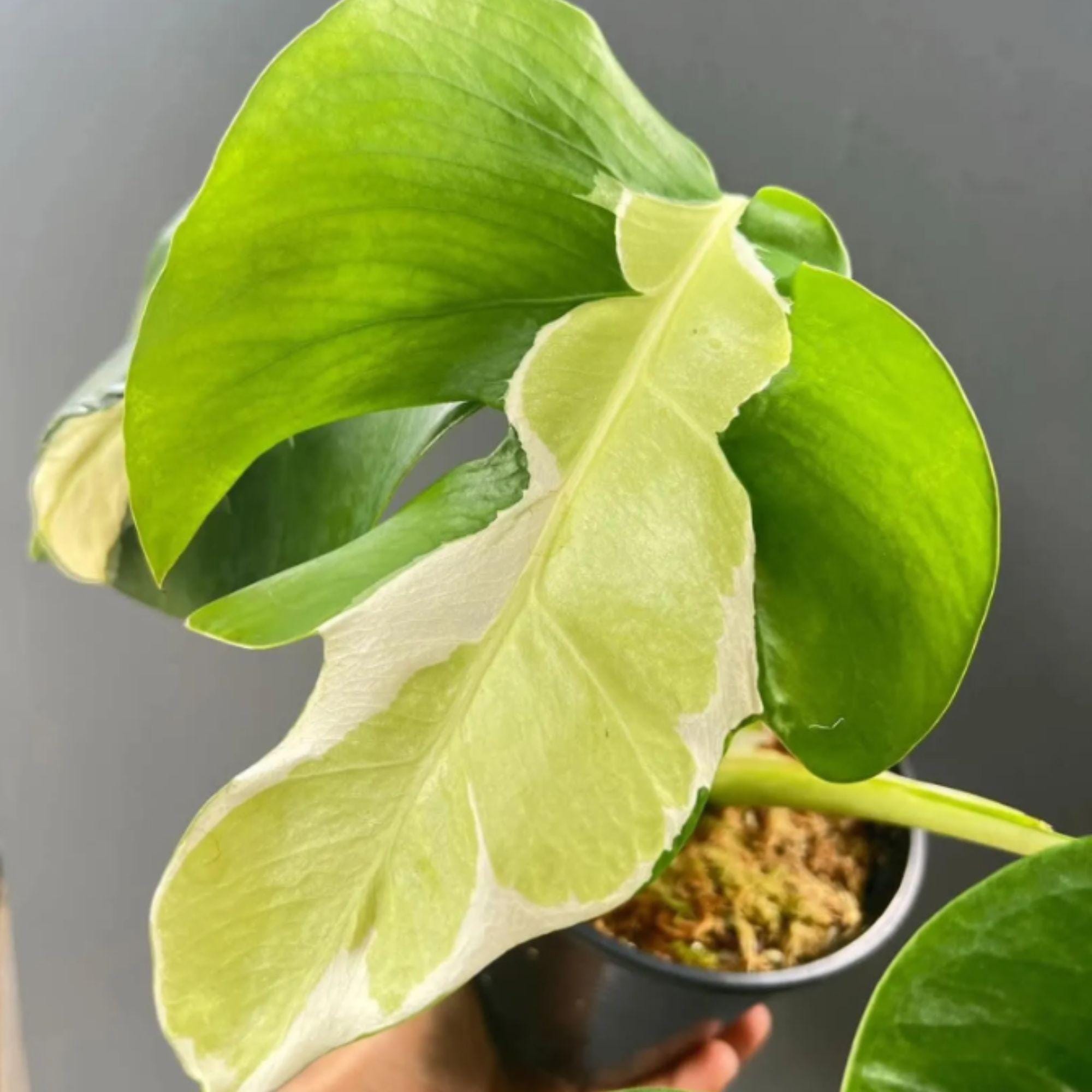Monstera white lava - Etsy 日本