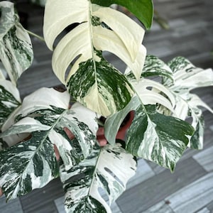 Variegated monstera seeds - Etsy sterreich