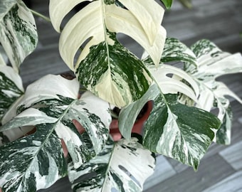 Monstera Deliciosa White Tiger Albo Plante rare panachée, bouture de nœuds enracinés avec une feuille