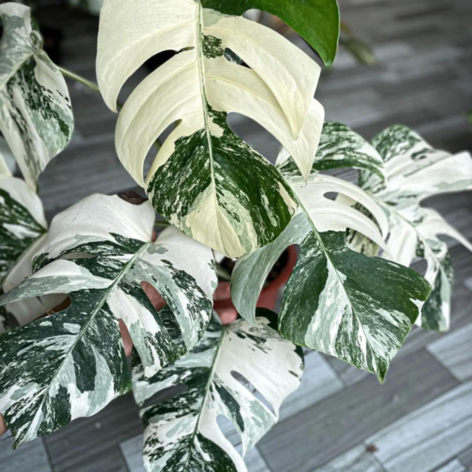 pothos plant Pothos Albo