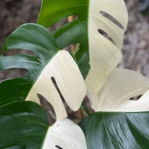 May include: Close-up of a Monstera plant with large, glossy green leaves and sections of creamy white variegation. The leaves have characteristic splits and holes, creating a unique pattern. The plant is a popular houseplant.