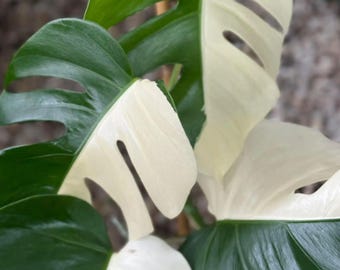 Monstera Deliciosa Halfmoon Albo Variegated Planta Rara Esqueje de Nodo Enraizado con Una Sola Hoja