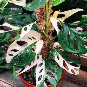 Monstera Adansonii - Schweizer Käserebe - Tropische Zimmerpflanzenstecklinge