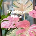 Monstera Deliciosa Variegata – Pink Tricolor Rare Variegated Plant Rooted Cuttings (Phytosanitary Certificate) product logo