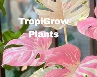 Monstera Deliciosa Variegata – Esquejes enraizados de una rara planta abigarrada tricolor rosa (certificado fitosanitario)